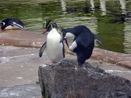 Northern Rockhopper Penguins and a Gentoo Penguin at the Penguins Rock at the Edinburgh Zoo