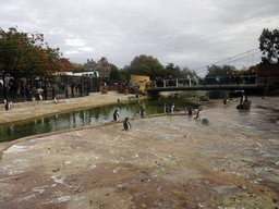 King Penguins, Gentoo Penguins, Northern Rockhopper Penguins and the Salvesen Bridge at the Penguins Rock at the Edinburgh Zoo