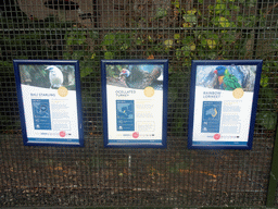 Explanation on the Bali Starling, the Ocellated Turkey and the Rainbow Lorikeet at the Edinburgh Zoo