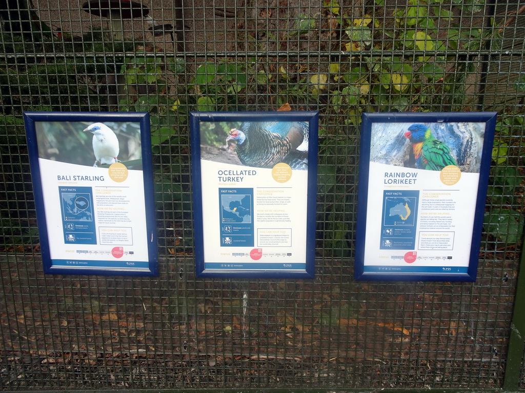 Explanation on the Bali Starling, the Ocellated Turkey and the Rainbow Lorikeet at the Edinburgh Zoo