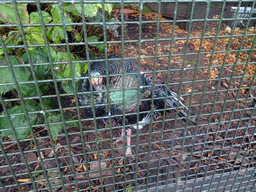 Ocellated Turkey at the Edinburgh Zoo
