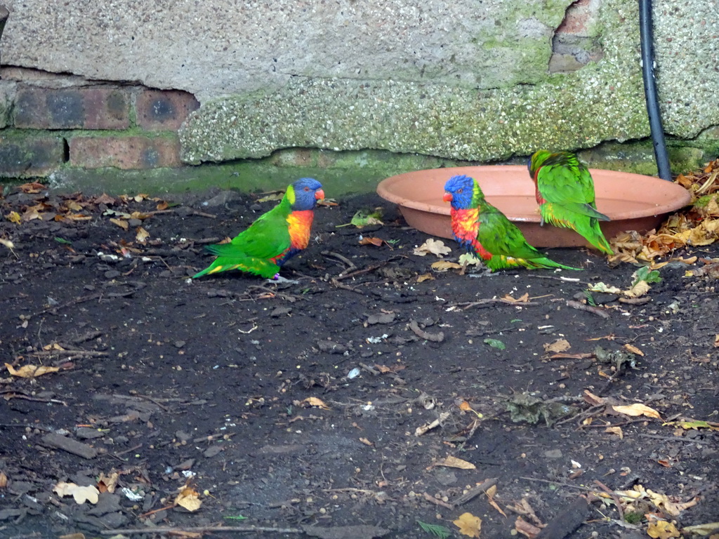 Rainbow Lorikeets at the Edinburgh Zoo