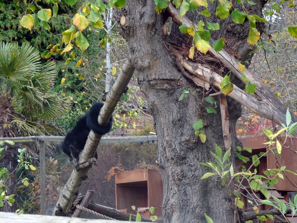 Binturong at the Edinburgh Zoo