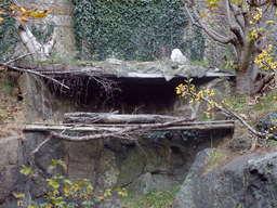 Snowy Owl at the Edinburgh Zoo