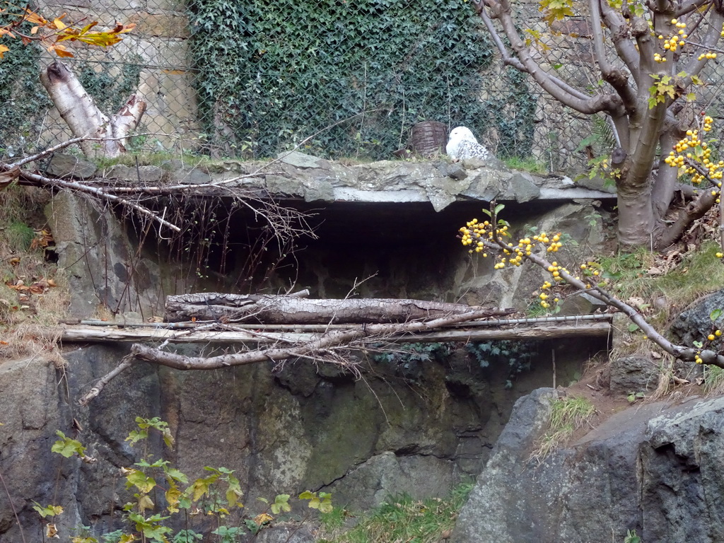 Snowy Owl at the Edinburgh Zoo