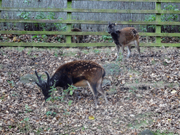 Visayan Spotted Deer at the Edinburgh Zoo