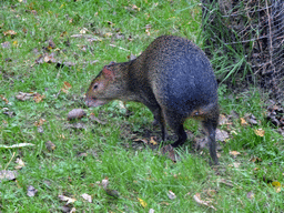 Southern Pudu at the Edinburgh Zoo