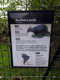 Explanation on the Southern Pudu at the Edinburgh Zoo