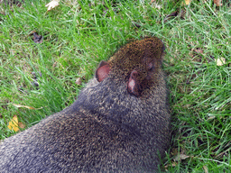 Azari`s Agouti at the Edinburgh Zoo