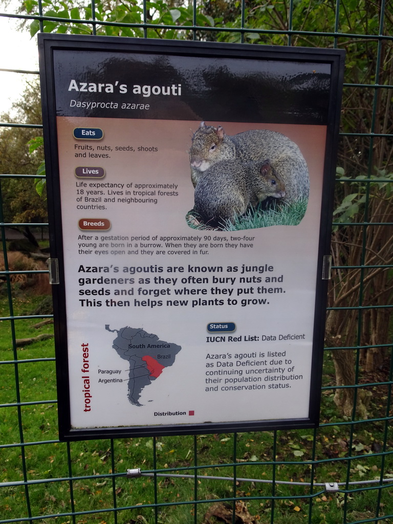 Explanation on the Azari`s Agouti at the Edinburgh Zoo