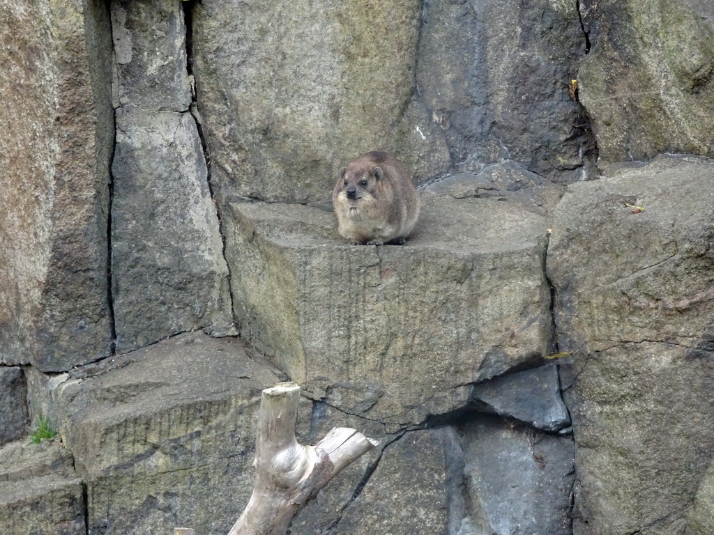 Rock Hyrax at the Edinburgh Zoo