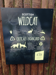 Explanation on the Scottish Wildcat at the Edinburgh Zoo