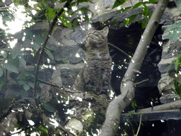 Scottish Wildcat at the Edinburgh Zoo
