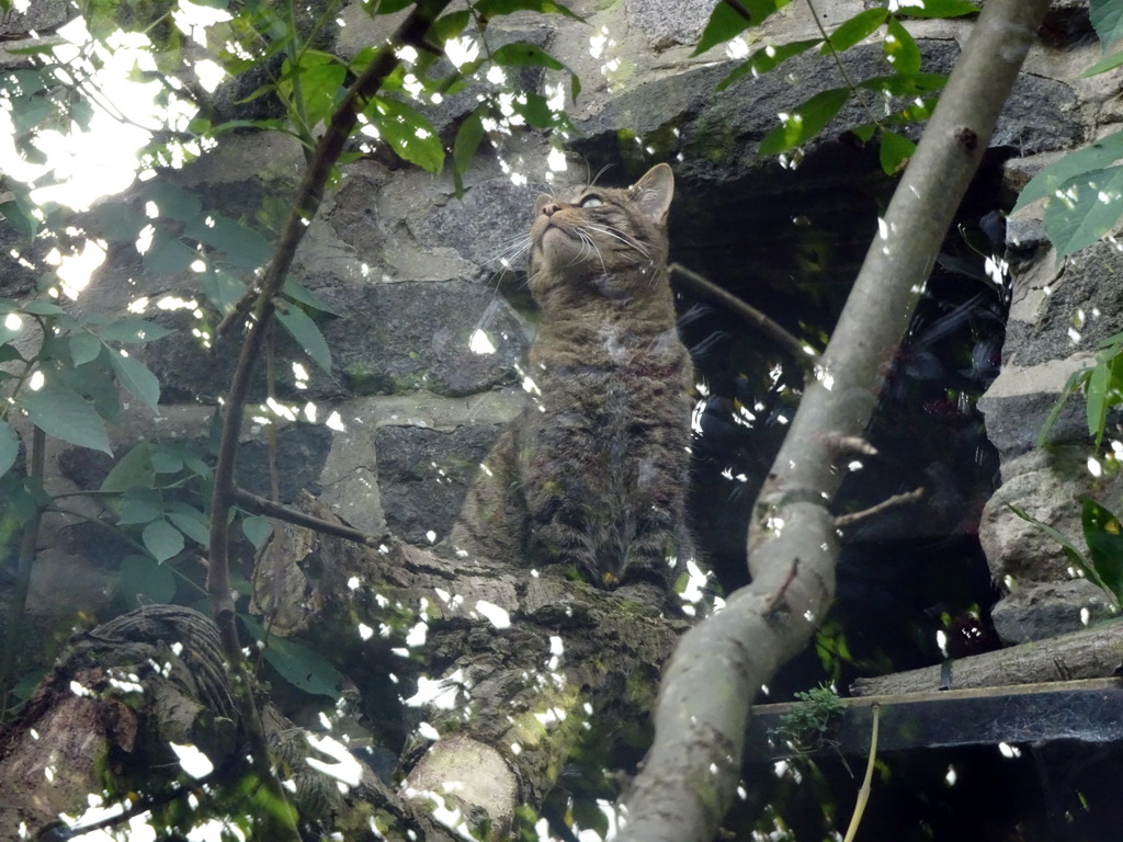 Scottish Wildcat at the Edinburgh Zoo