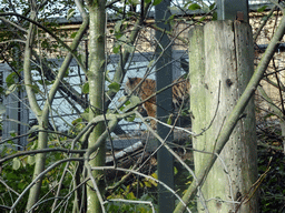 Sumatran Tiger at the Edinburgh Zoo