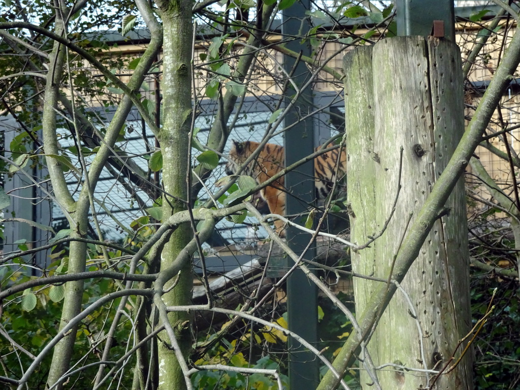 Sumatran Tiger at the Edinburgh Zoo