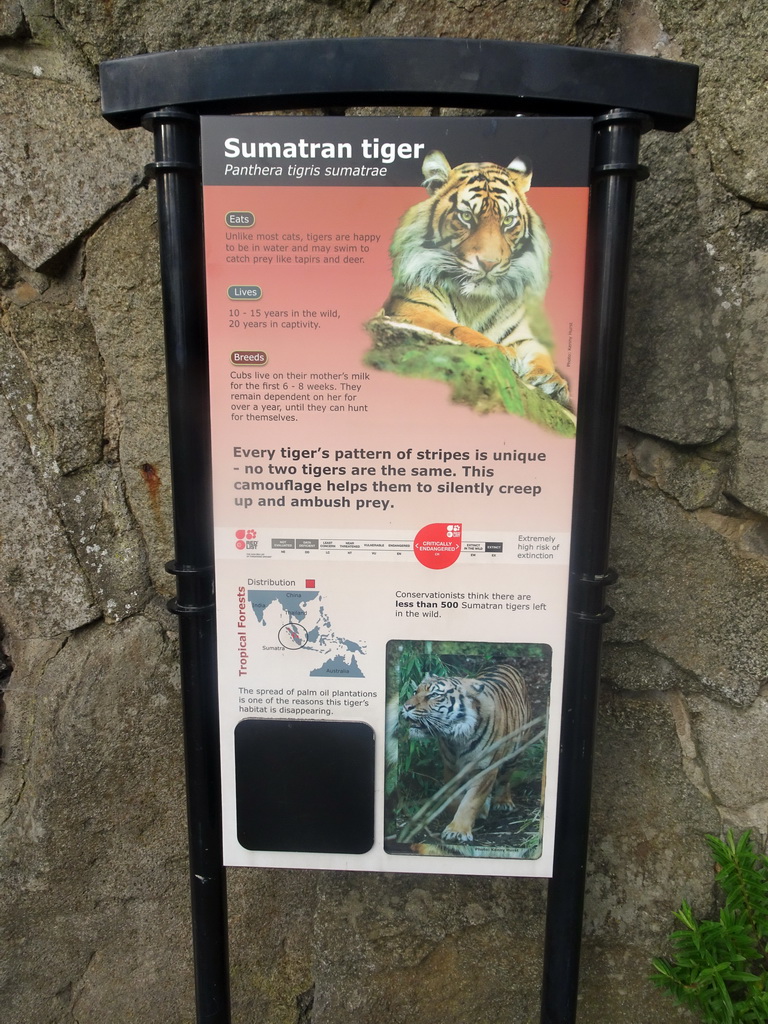 Explanation on the Sumatran Tiger at the Edinburgh Zoo