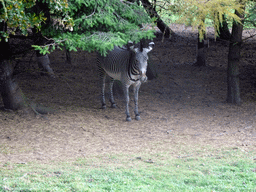 Grevy`s Zebra at the Zebra and Antelope African Plains at the Edinburgh Zoo