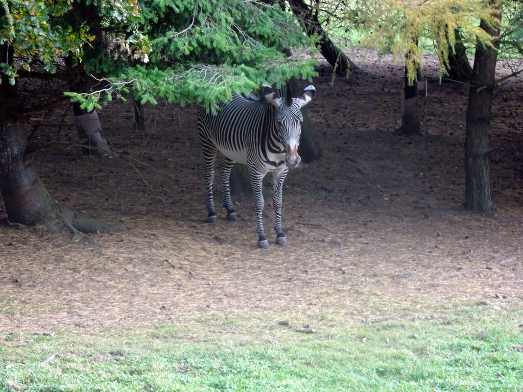 Grevy`s Zebra at the Zebra and Antelope African Plains at the Edinburgh Zoo