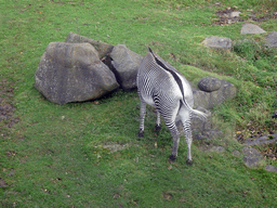 Grevy`s Zebra at the Zebra and Antelope African Plains at the Edinburgh Zoo