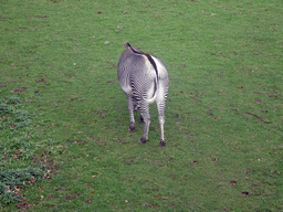 Grevy`s Zebra at the Zebra and Antelope African Plains at the Edinburgh Zoo