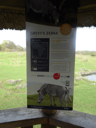 Explanation on the Grevy`s Zebra at the Zebra and Antelope African Plains at the Edinburgh Zoo