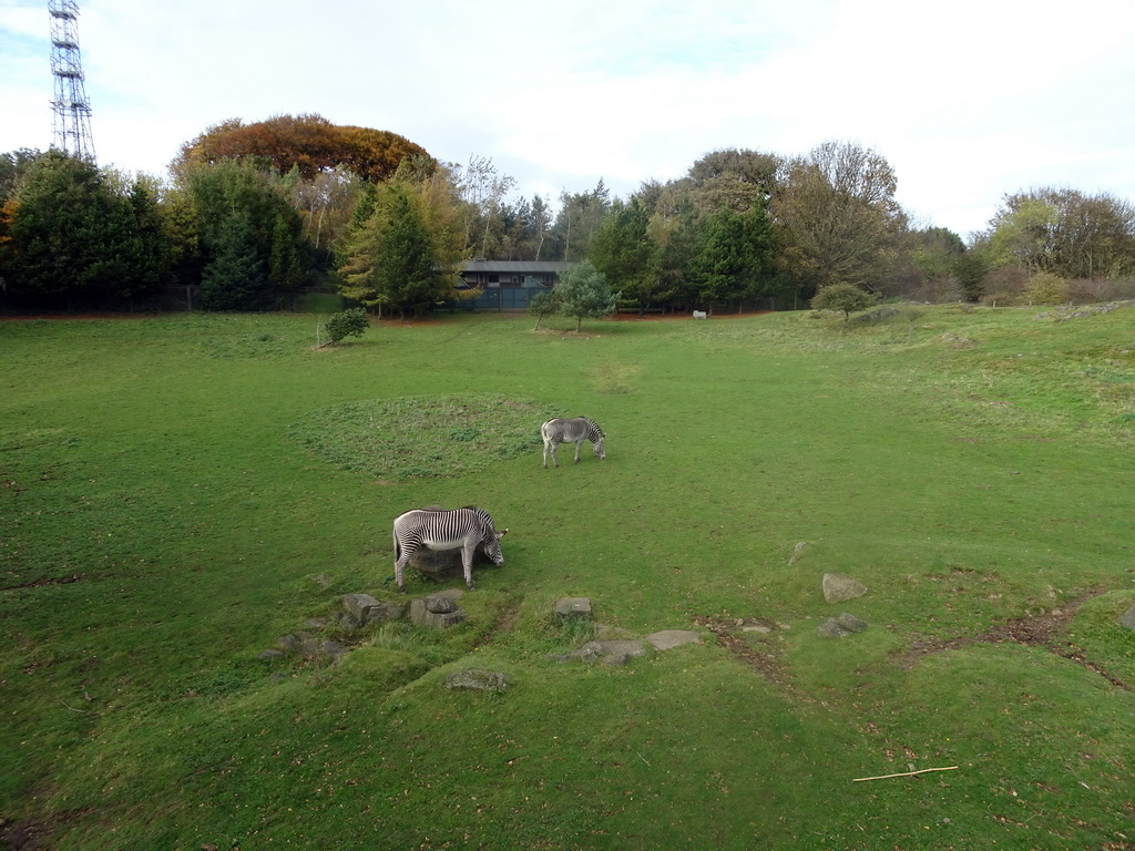 Grevy`s Zebras at the Zebra and Antelope African Plains at the Edinburgh Zoo