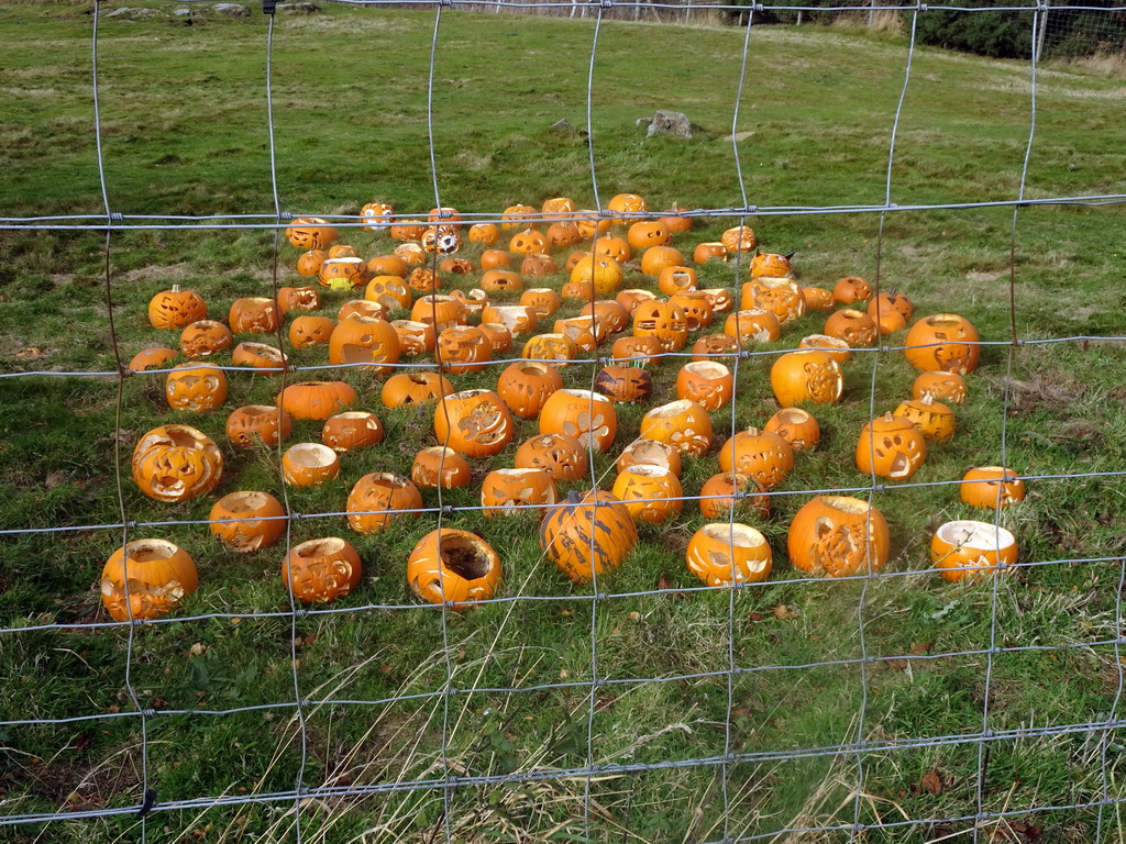 Halloween pumpkins at the Hilltop at the Edinburgh Zoo