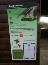 Explanation on the Giant Anteater at the Edinburgh Zoo