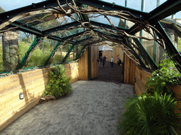 Tunnel at the Tiger Tracks enclosure at the Edinburgh Zoo