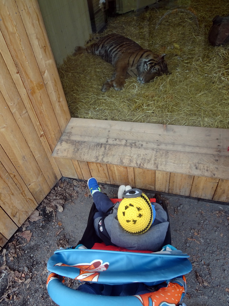 Max and a Sumatran Tiger at the Tiger Tracks enclosure at the Edinburgh Zoo