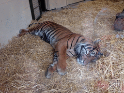 Sumatran Tiger at the Tiger Tracks enclosure at the Edinburgh Zoo