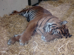 Sumatran Tiger at the Tiger Tracks enclosure at the Edinburgh Zoo