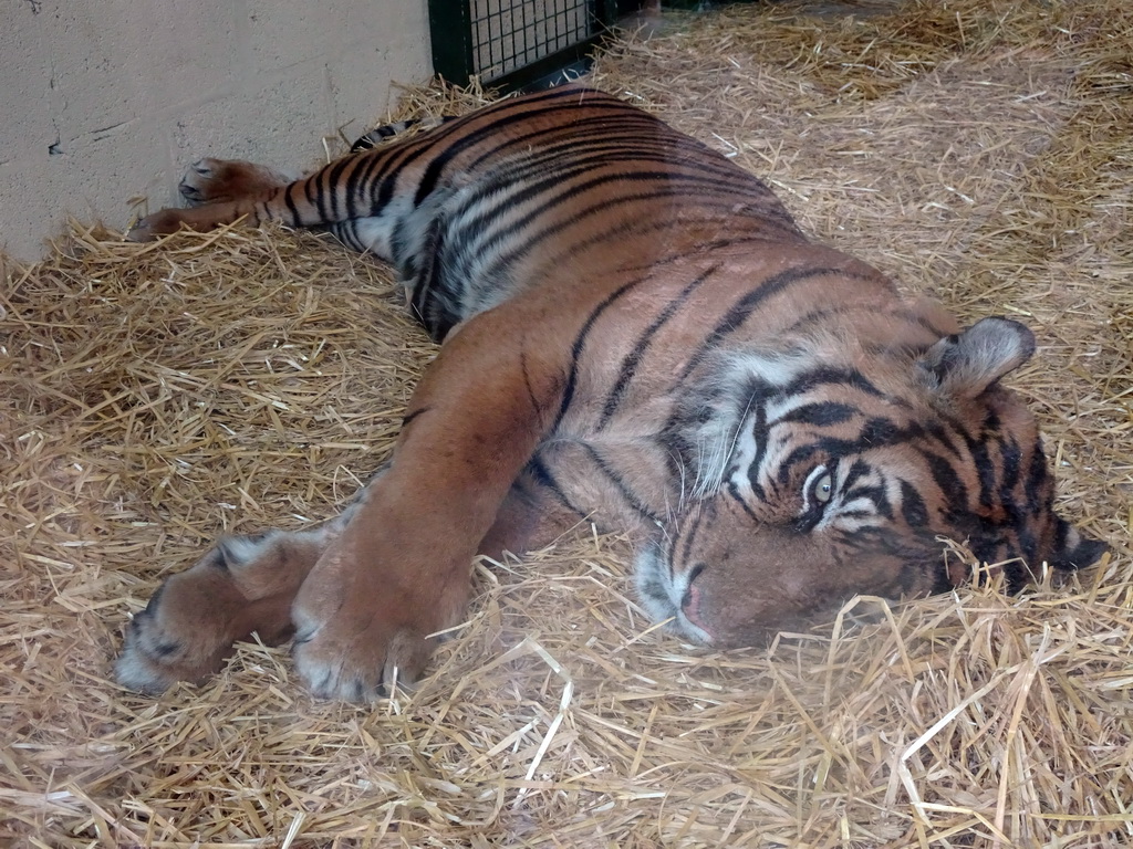 Sumatran Tiger at the Tiger Tracks enclosure at the Edinburgh Zoo