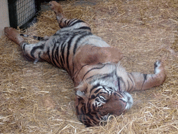 Sumatran Tiger at the Tiger Tracks enclosure at the Edinburgh Zoo