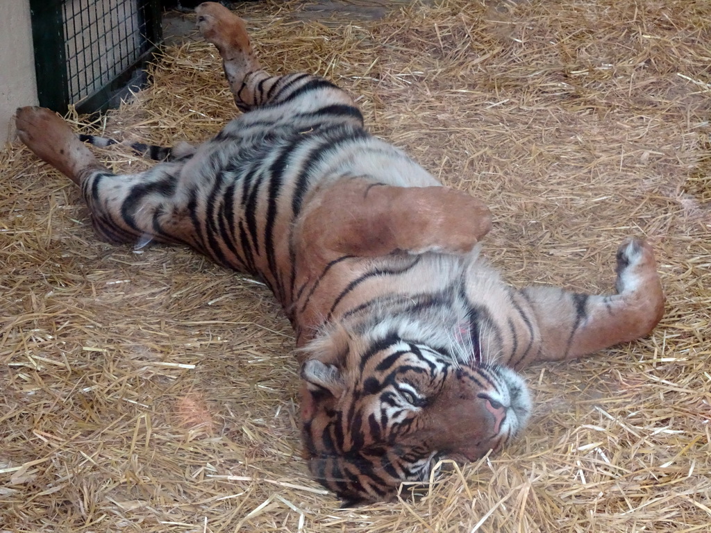 Sumatran Tiger at the Tiger Tracks enclosure at the Edinburgh Zoo