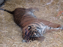 Sumatran Tiger at the Tiger Tracks enclosure at the Edinburgh Zoo