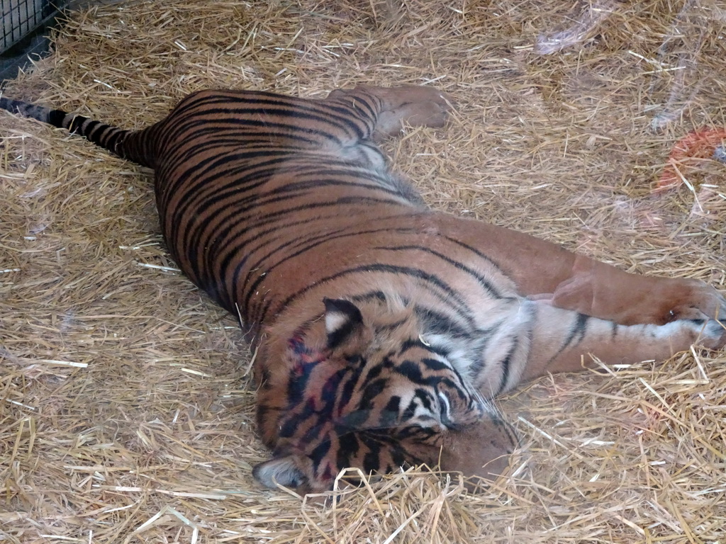 Sumatran Tiger at the Tiger Tracks enclosure at the Edinburgh Zoo