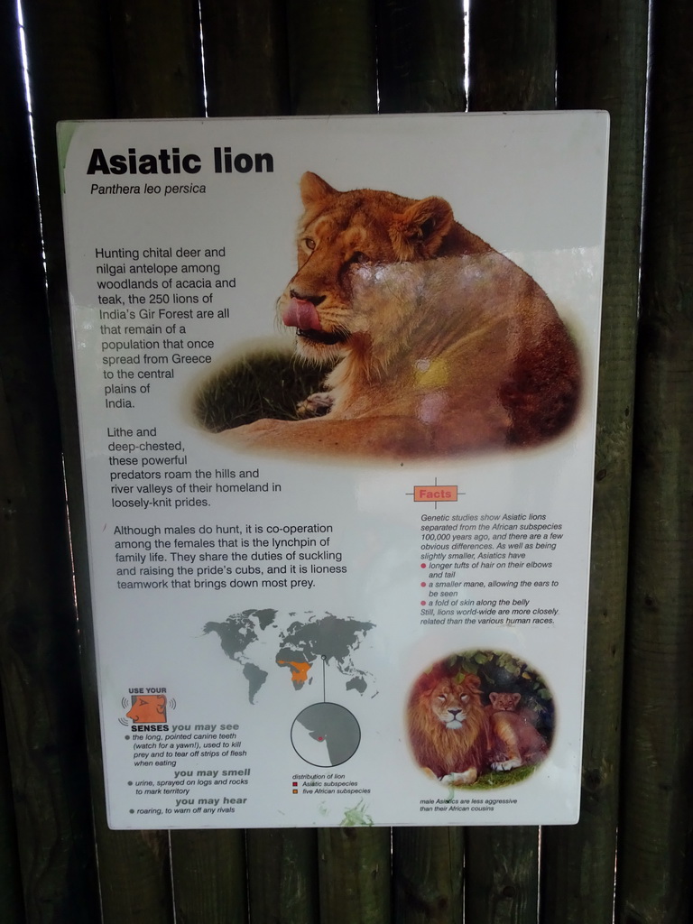 Explanation on the Asiatic Lion at the Edinburgh Zoo