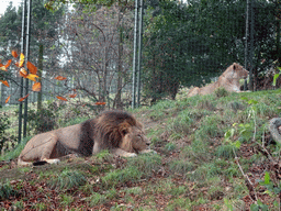 Asiatic Lions at the Edinburgh Zoo