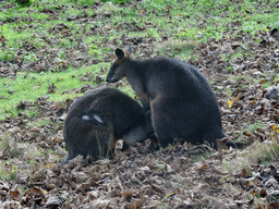 Swamp Wallabies at the Edinburgh Zoo