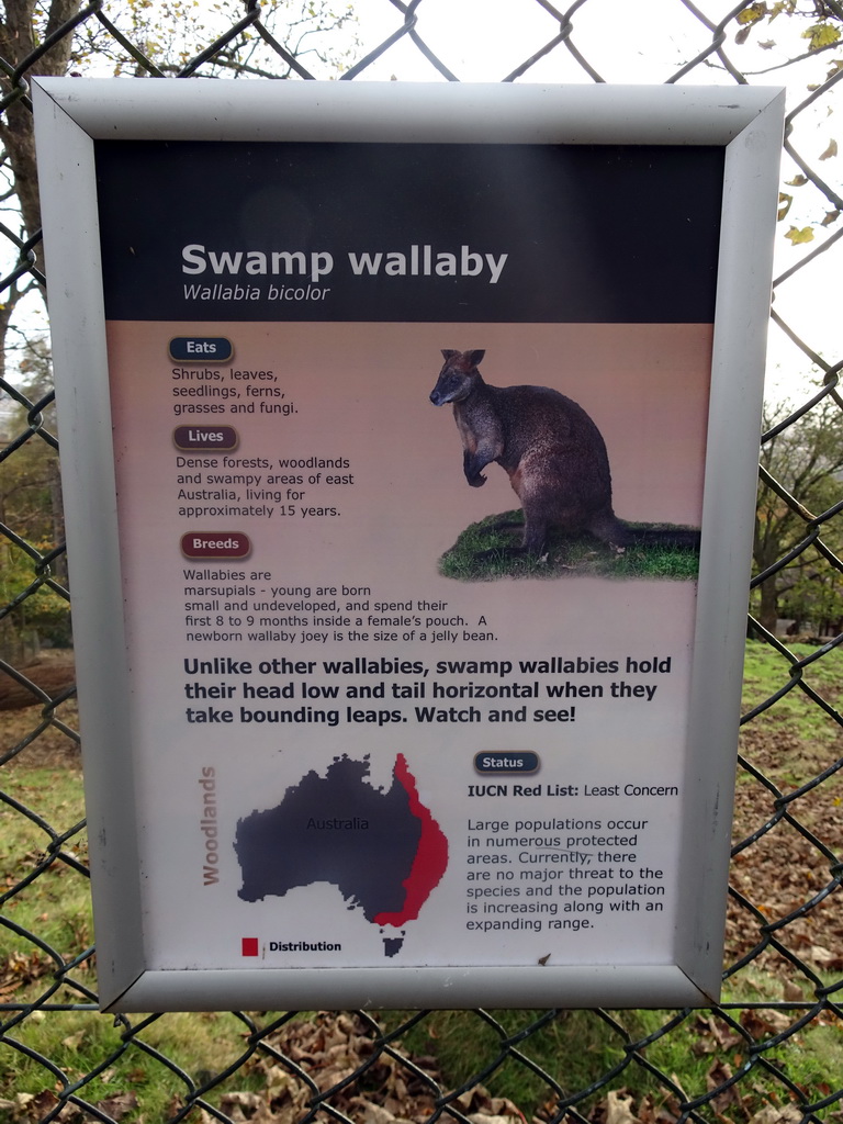 Explanation on the Swamp Wallaby at the Edinburgh Zoo