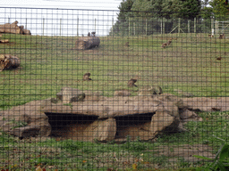 Gelada Baboons at the Edinburgh Zoo