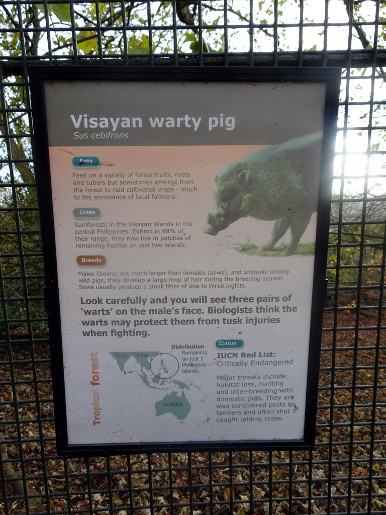 Explanation on the Visayan Warty Pig at the Edinburgh Zoo