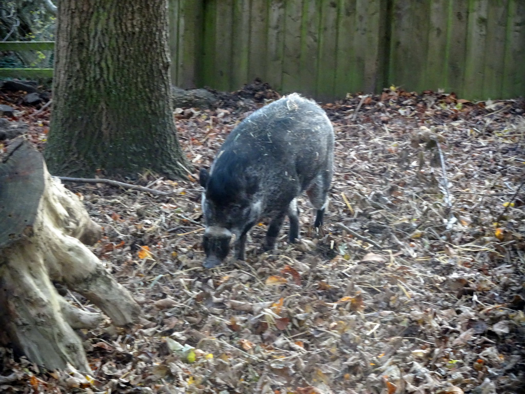 Visayan Warty Pig at the Edinburgh Zoo