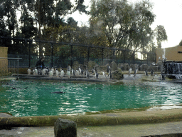 King Penguins and Gentoo Penguins at the Penguins Rock at the Edinburgh Zoo