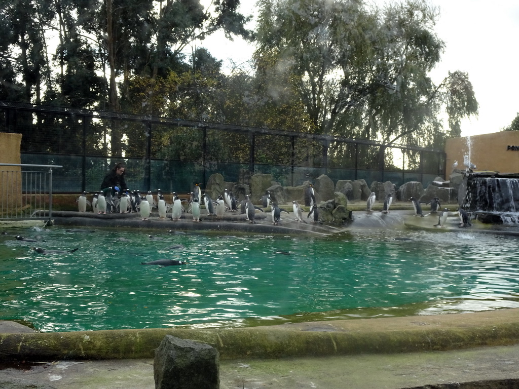 King Penguins and Gentoo Penguins at the Penguins Rock at the Edinburgh Zoo