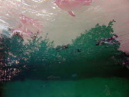 Gentoo Penguins at the Penguins Rock at the Edinburgh Zoo, viewed from underwater