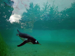 Gentoo Penguins at the Penguins Rock at the Edinburgh Zoo, viewed from underwater