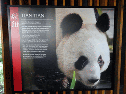 Information on the Giant Panda `Tian Tian` at the Giant Panda Exhibit at the Edinburgh Zoo
